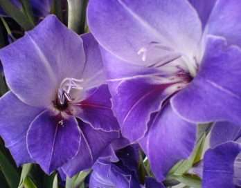 violett-blaue Gladiolen